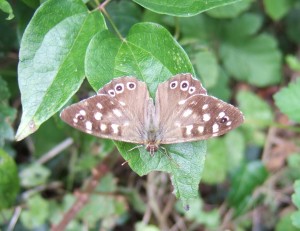 Speckled wood butterfly (Pararge aegeria).