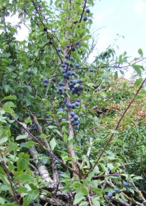 Sloes (Prunus spinisa).