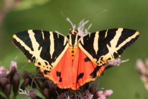 Jersey tiger moth (Euplagia quadripunctaria) on Hemp agrimony (Eupatorium cannabinum). Photo by Rosenzweig.