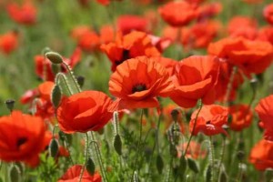 Poppies, the symbol of remembrance. Photo by David Wijnants.