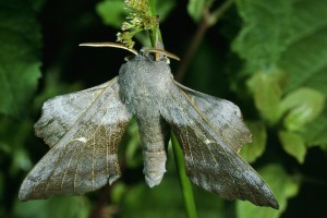 Poplar hawk moth. Photo by Hamon jean-pierre.