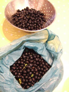 Sloes picked on Salisbury Plain, 1 September 2014.