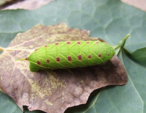 Poplar hawk moth caterpillar, 14 September 2014.