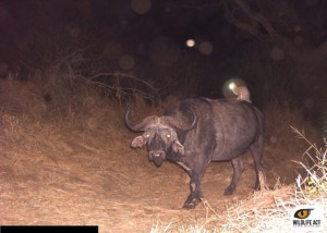 Hluhluwe-Buffalo-and-Genet-1_edited_watermark-1024x733