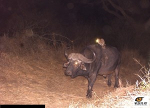 Hluhluwe-Buffalo-and-Genet-4_edited_watermark