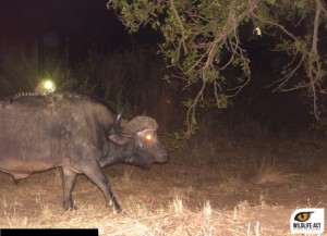 Hluhluwe-Buffalo-and-Genet-5_edited_watermark