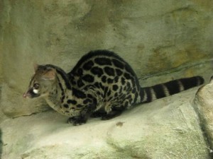 Cape genet (Genetta tigrina). Photo by Jana.