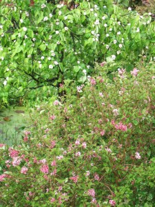 Quince tree in bloom (Cydonia oblonga) behind a miniature lilac (Syringa microphylla) in our garden.