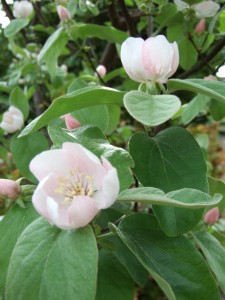 Quince blossom.