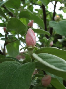 Quince flower buds.