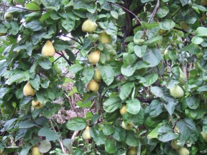 Rather fuzzy photo of the tree laden with last year's crop. taken 30 September 2014.