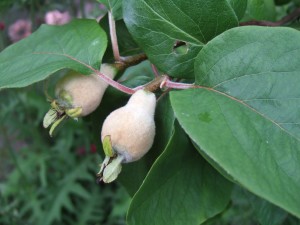 Young quince forming on our tree. They are deliciously fuzzy at this stage. 4 June 2007.