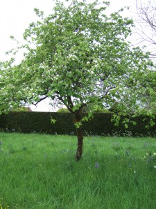 Quince tree (Cydonia oblonga) in the orchard at Lytes Cary, a National Trust property in Somerset, 26 April 2009. Lovely blue camassia growing underneath, along with cow parsley and pheasant's eye narcissi.