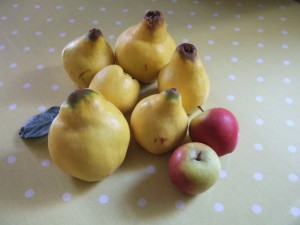 Some of our quinces harvested today, alongside some Cox's apples for scale.
