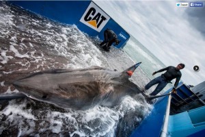 Lydian being tagged on 2 March 2013, off the coast at Jacksonville, Florida, United States.