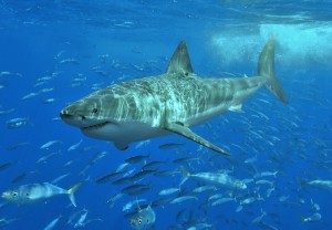 Great White Shark (Carcharodon carcharias).