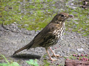 Song thrush. Photo by Tony Wills. 