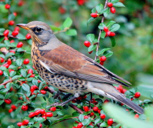 Filedfare. Photo by Arnstein Rønning.