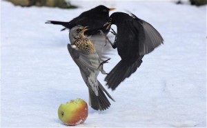 Play nicely, children. Photo by Dave Jackson.