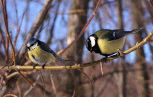 Blue tit (left) and great tit (right). Photo by Tatiana Gerus.