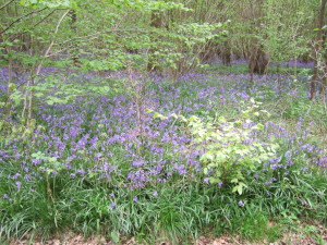 A bluebell wood in Wiltshire, 4 May 2009.