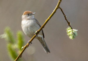 Female blackcap. Photo by Chris Romeiks (Vogelartinfo on Wikimedia Commons).