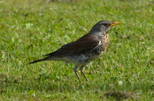 Fieldfare. Photo by Noel Reynolds.