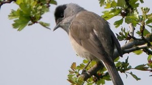 Male blackcap - well-named! Photo by Katie Fuller.