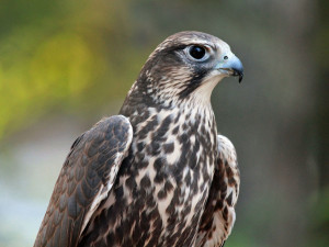Saker falcon (Falco cherrug). Photo by Dick Daniels.