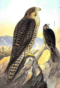Lanner falcon (Falco biarmicus).