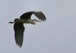 Grey heron in flight. Photo by Paweł Kuźniar.