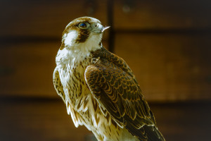 Barbary falcon (Falco pelegrinoides). Photo by Jason Halsall.