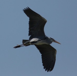 Grey heron in flight. Photo by Mediamenta.