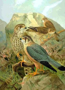 Merlin, Eurasian subspecies (Falco columbarius subsp. aesalon aesalon).