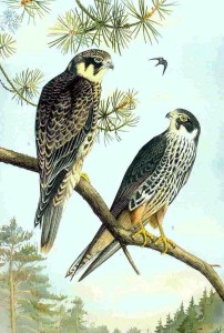 Eurasian hobby (Falco subbuteo).