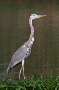 Grey heron (Ardea cinerea). Photo by Kclama.