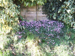Cyclamen coum and snowdrops on a neighbour's bank.