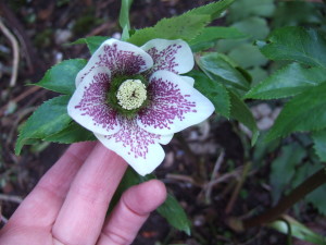 A pretty speckled Helleborus orientalis in my garden. I'm holding the flower up as it normally hangs down so you can't see the glorious interior.