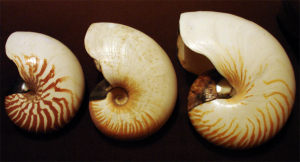 Three present-day nautilus species. Left to right, N. macromphalus (left), A. scrobiculatus (centre), N. pompilius (right). Photo by User:Mgiganteus1.