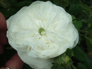 Madame Hardy, in our garden, June 2006.