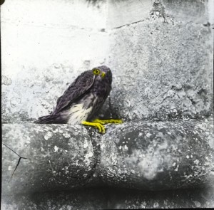 Young peregrine fledging, Salisbury Cathedral, 2014.