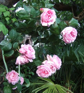 Rosa 'Constance Spry' growing up an apple tree in my sister's garden in Devon.