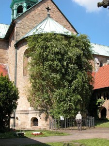 Hildesheim_Rosenstock