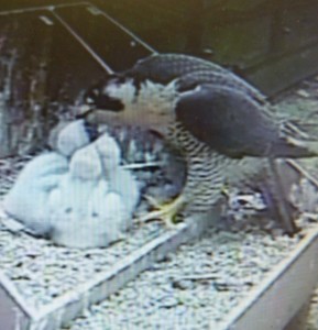 Last year: peregrine parent and three chicks, Salisbury Cathedral, 27 May 2014.