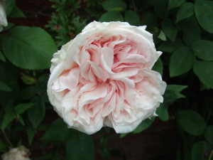 Rosa 'Climbing Souvenir de la Malmaison' in our garden, June 2006. The buds of this spoil very easily in the rain.