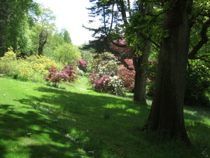 Gaudy rhododendrons and azaleas among the acers and other trees.