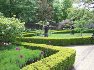 National Trust gardeners training some young fruit trees in the walled kitchen gardens. 