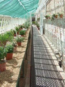 The restored glasshouse with the beautiful collection of species and variety pelargoniums.