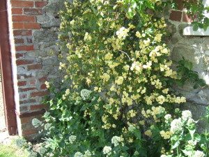 Rosa banksiae 'Lutea' growing against an outbuilding. Gorgeous.