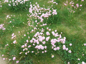 Thrift or Sea pink (Armeria maritima).